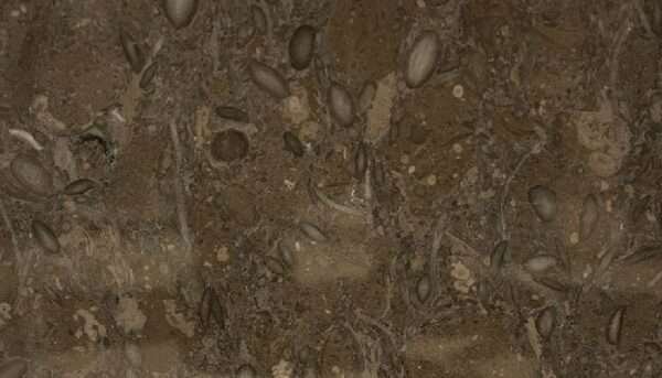 Fossil Brown